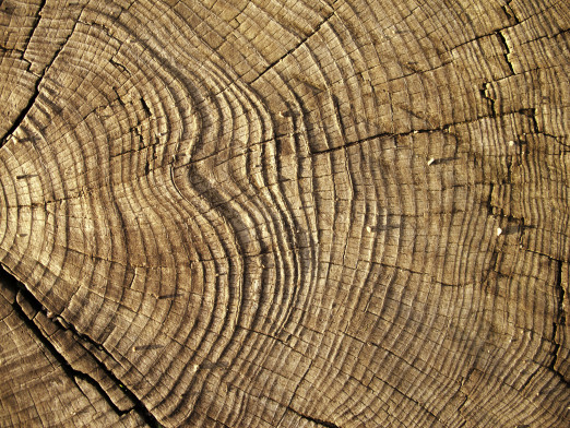 Understanding Wood Grain